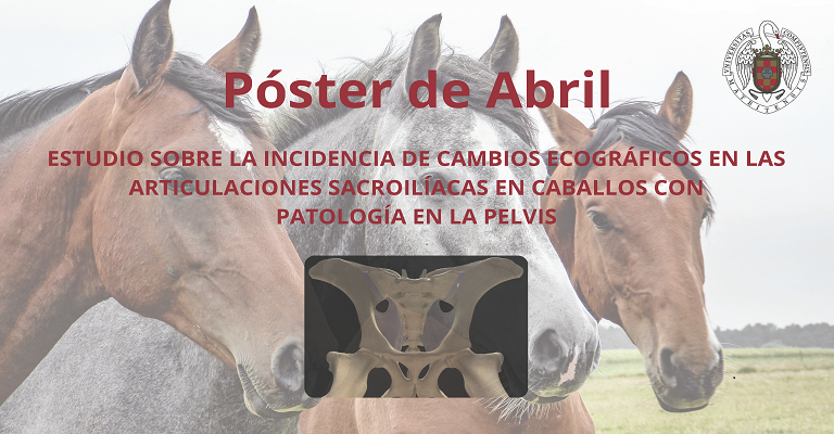 Estudio sobre la incidencia de cambios ecográficos en las articulaciones sacroilíacas en caballos con patología en la pelvis